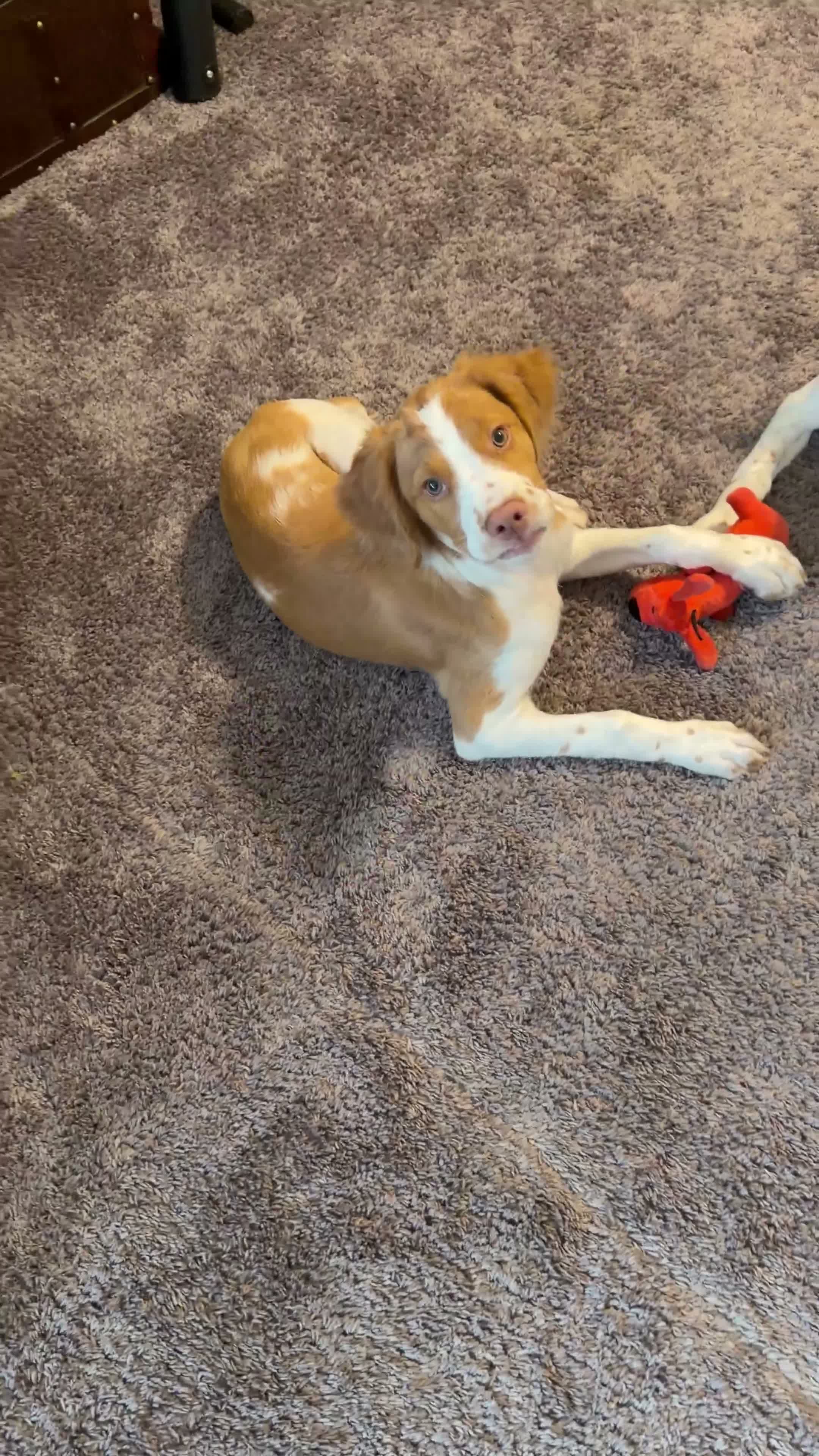 Brittany Spaniel dogs for sale: Mozzy  - Video 1