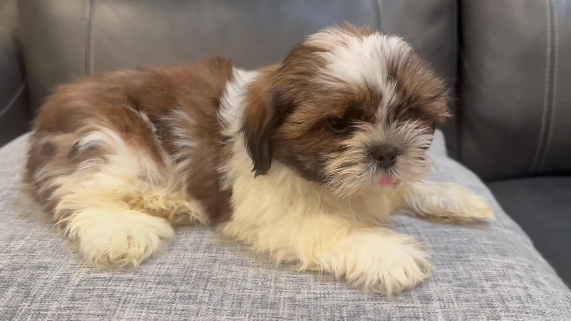 Shih Tzu dogs for sale: Lena - Video 1