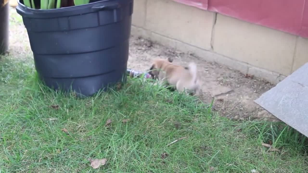 Jug dogs for sale: Tisha - Video 1