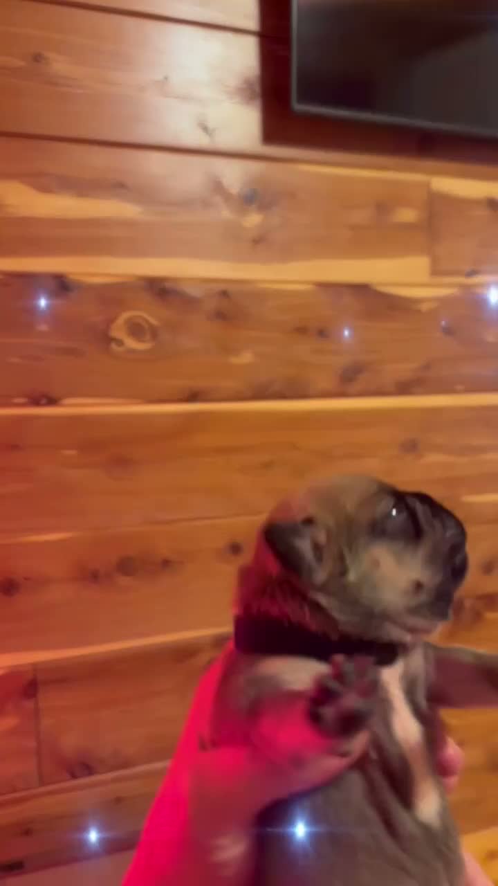 Frenchton dogs for sale: Willow - Video 1