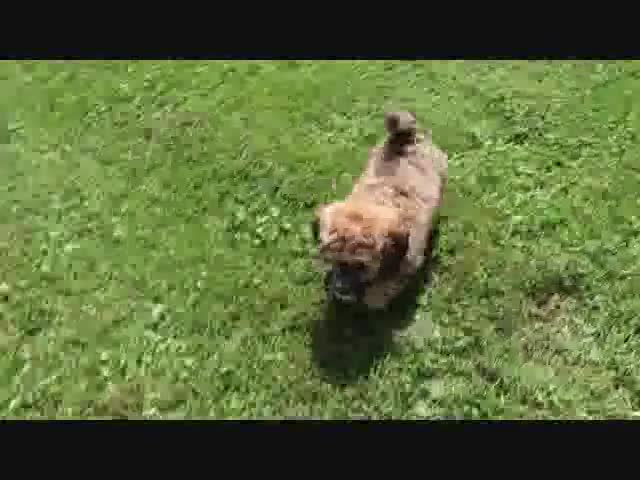Bichpoo dogs for sale: Mark - Video 1