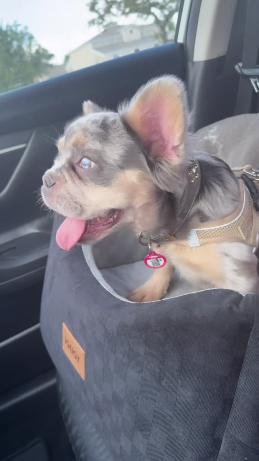 French Bulldog dogs for sale: Luna  - Video 1