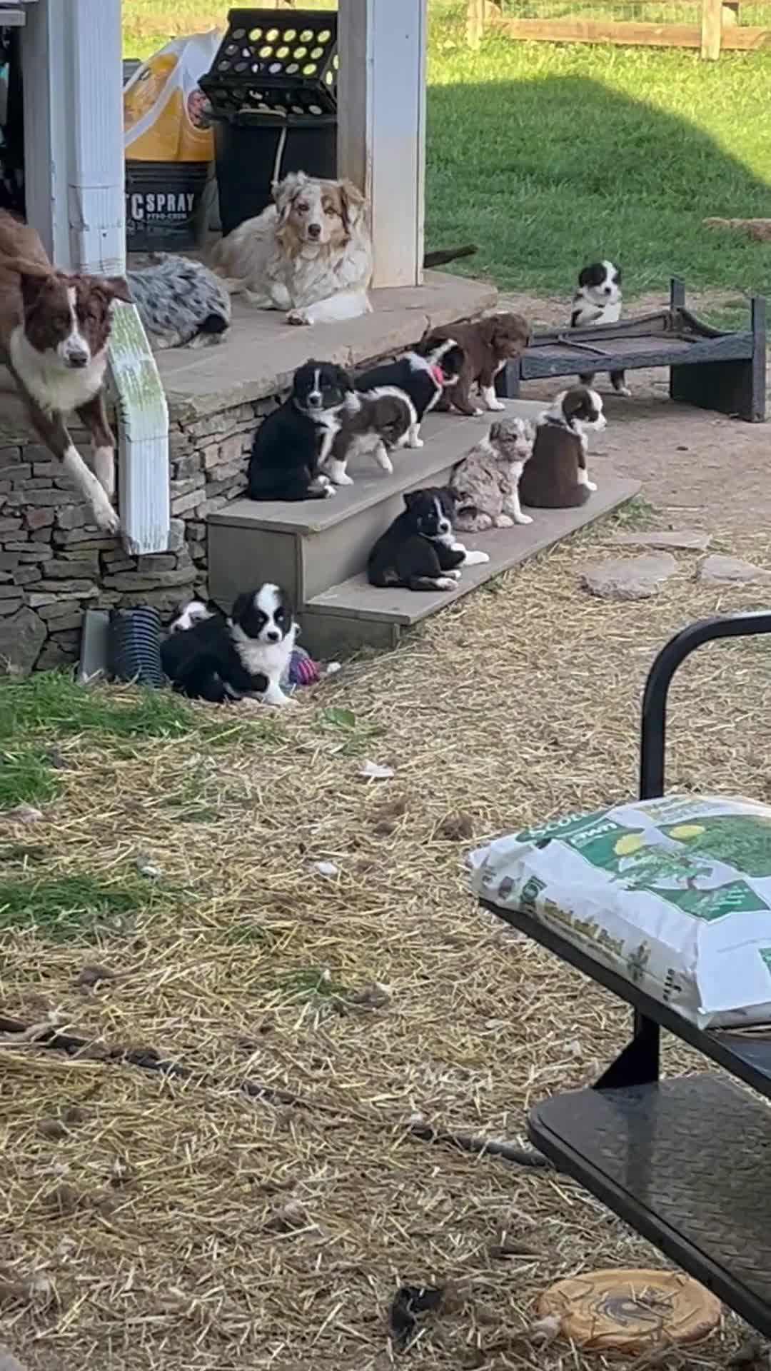 Australian Shepherd dogs for sale: Female Aussie Pup 1 - Video 1