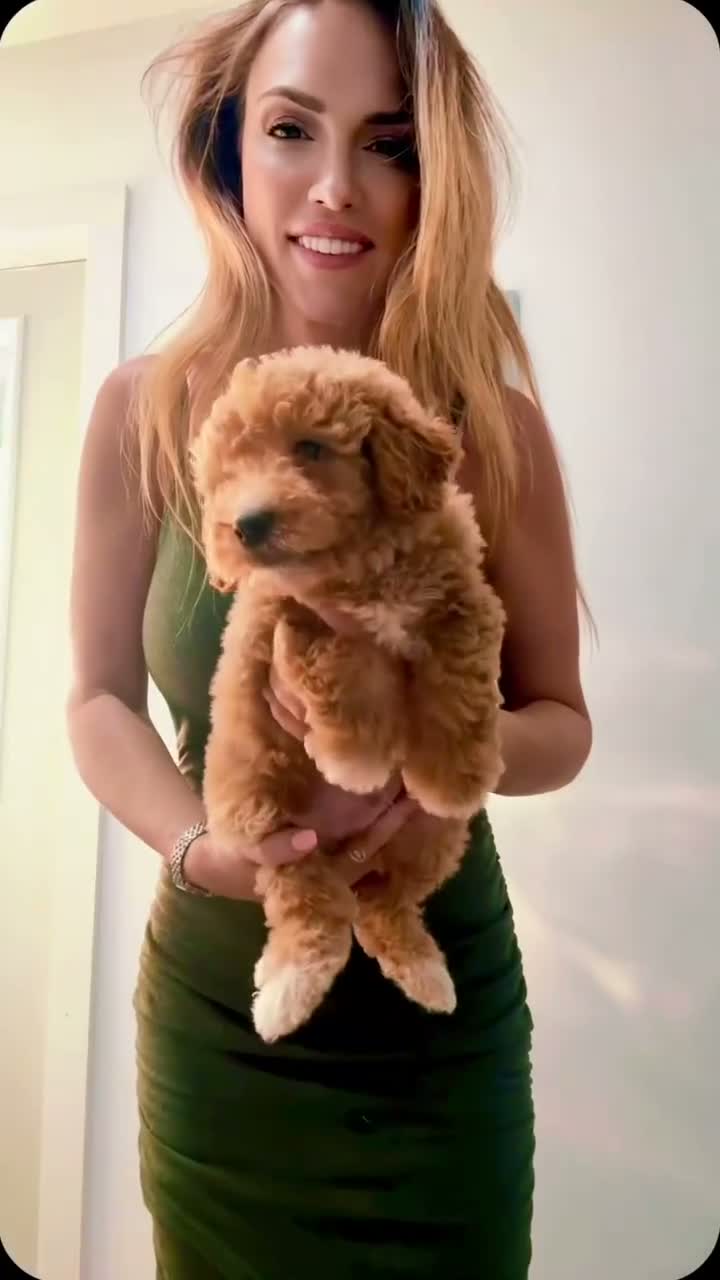Mini Goldendoodle dogs for sale: Mini Goldendoodle Boy - Video 3