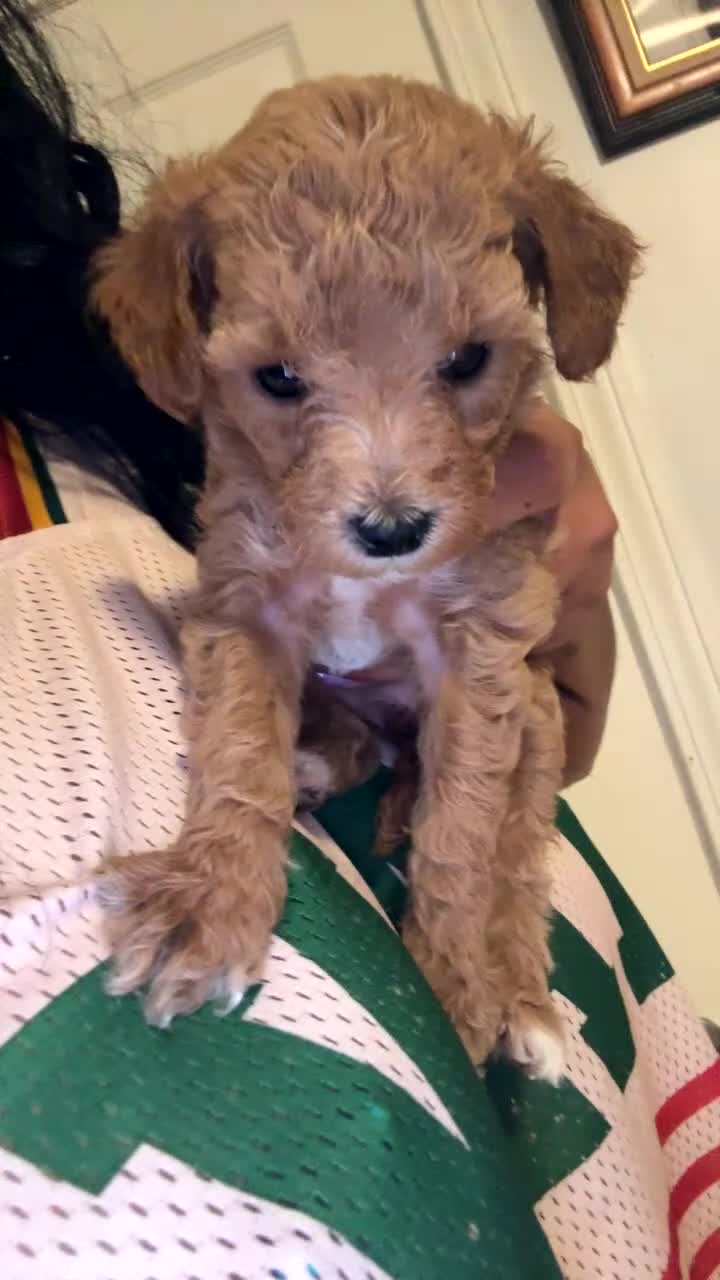 Mini Goldendoodle dogs for sale: Toy poodle  - Video 1