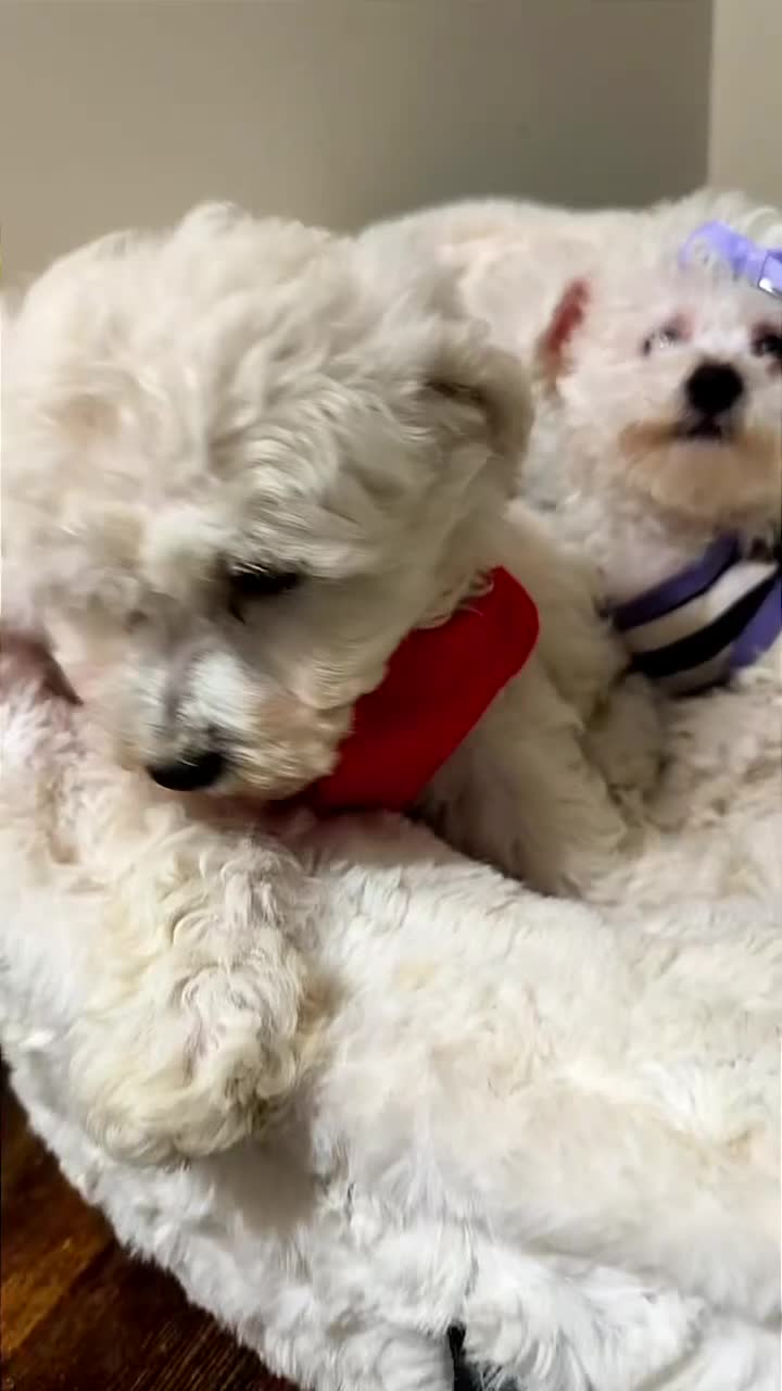 Maltipoo dogs for sale: Snow Bella  - Video 2