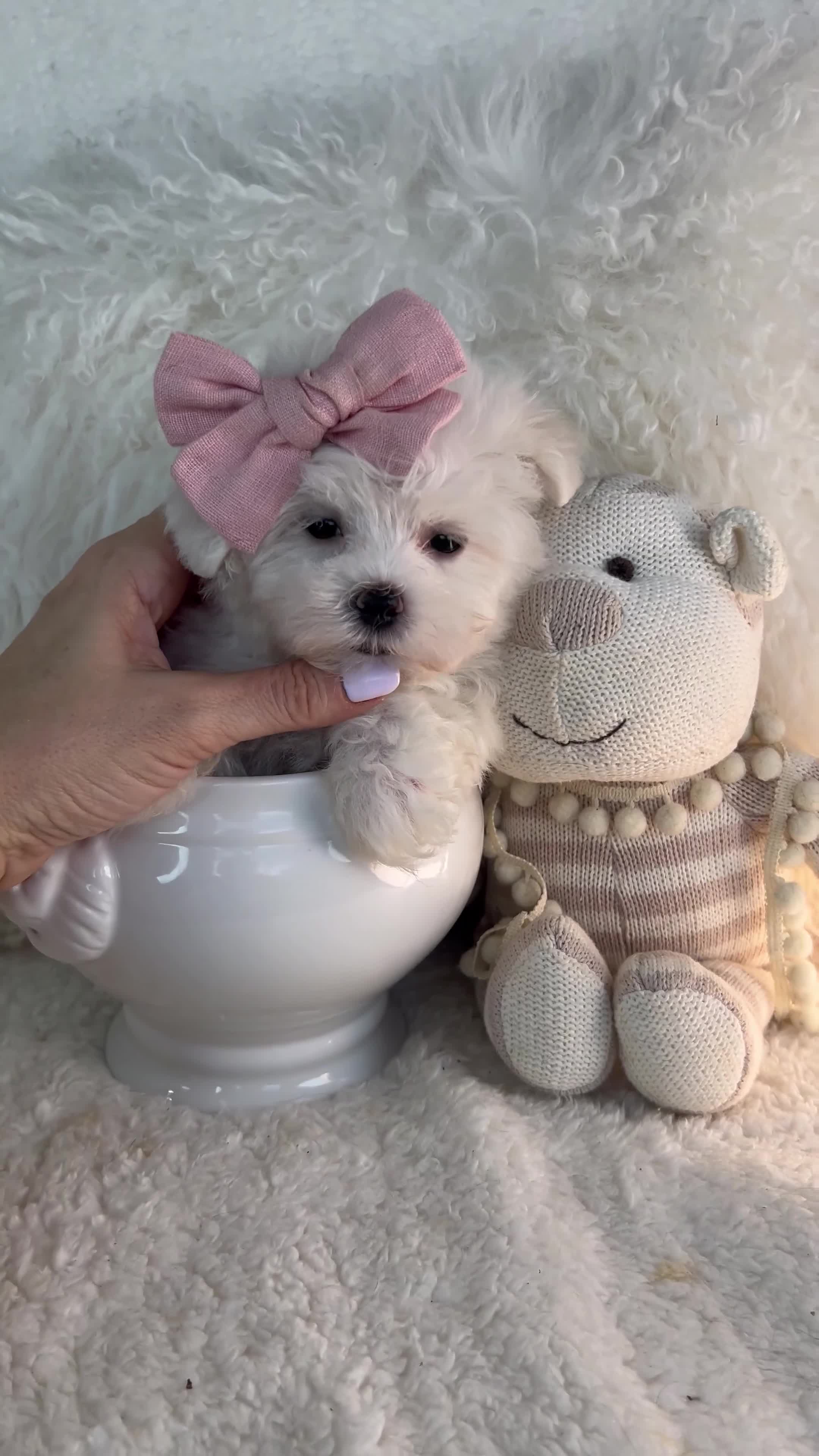 Maltese dogs for sale: Teacup Maltese 1 - Video 1