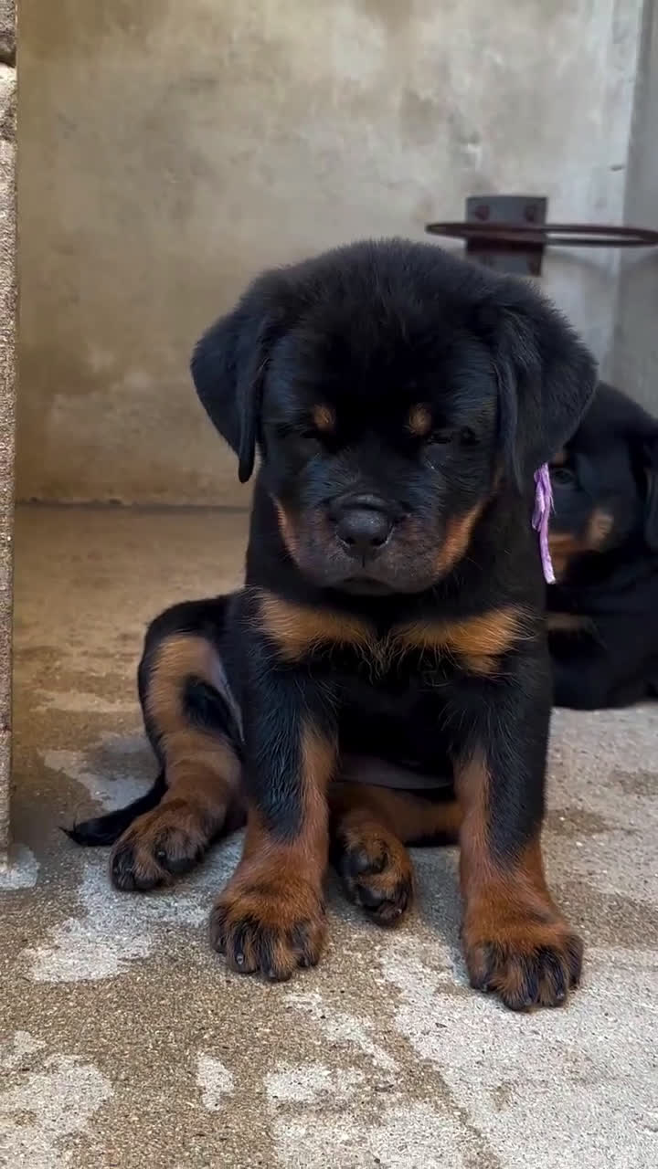 Rottweiler dogs for sale: Rottweiler Puppy 3 - Video 1