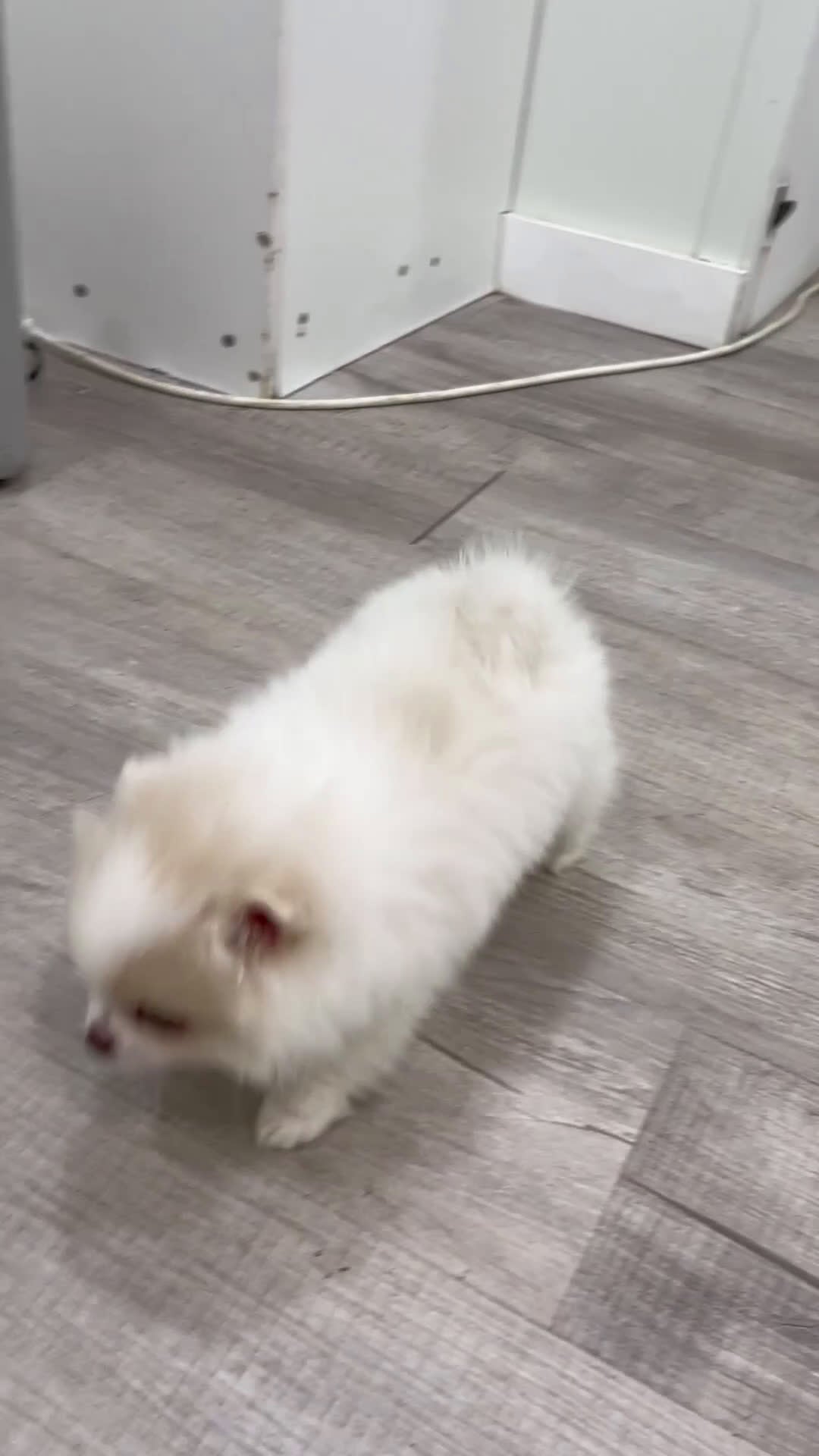 Pomeranian dogs for sale: Muffin - Video 1