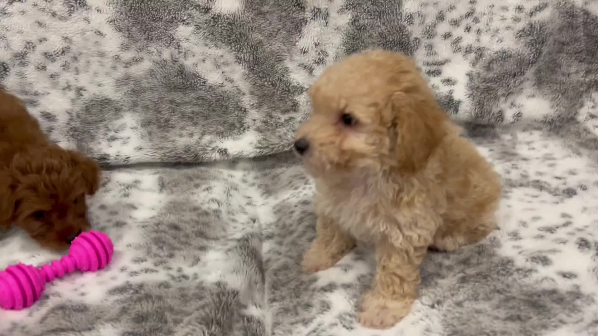 Maltipoo dogs for sale: Leo  - Video 1