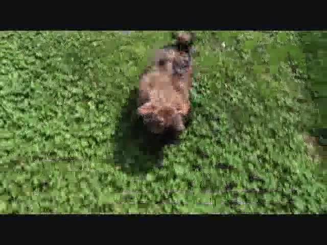 Shihpoo dogs for sale: Nevaeh - Video 1