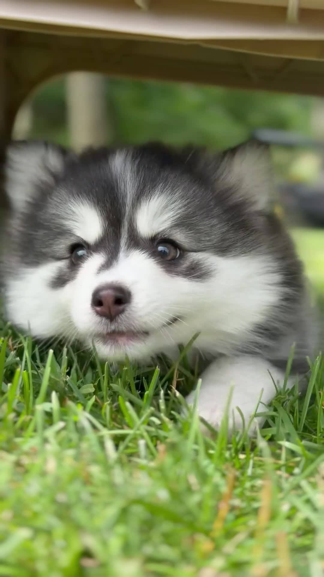 Pomsky dogs for sale: Onyx - Video 1