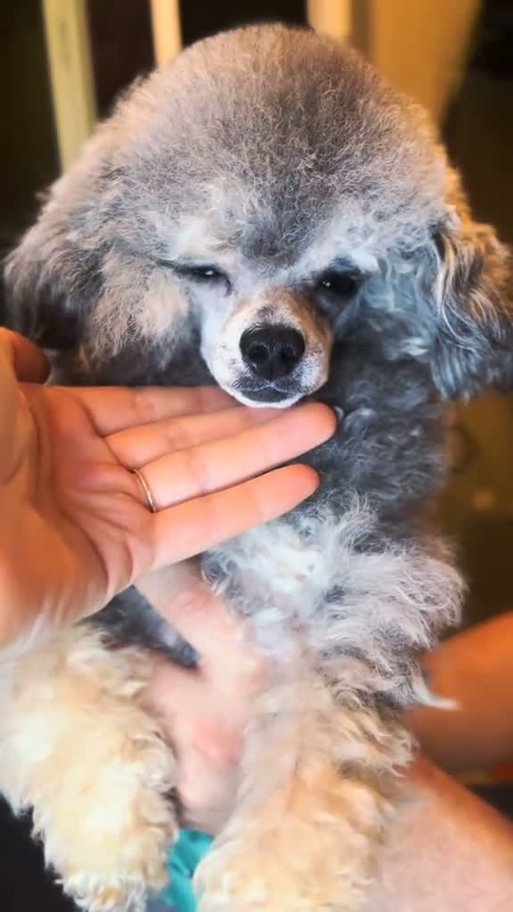 Toy Poodle dogs for sale: Toy Poodle 1 - Video 1