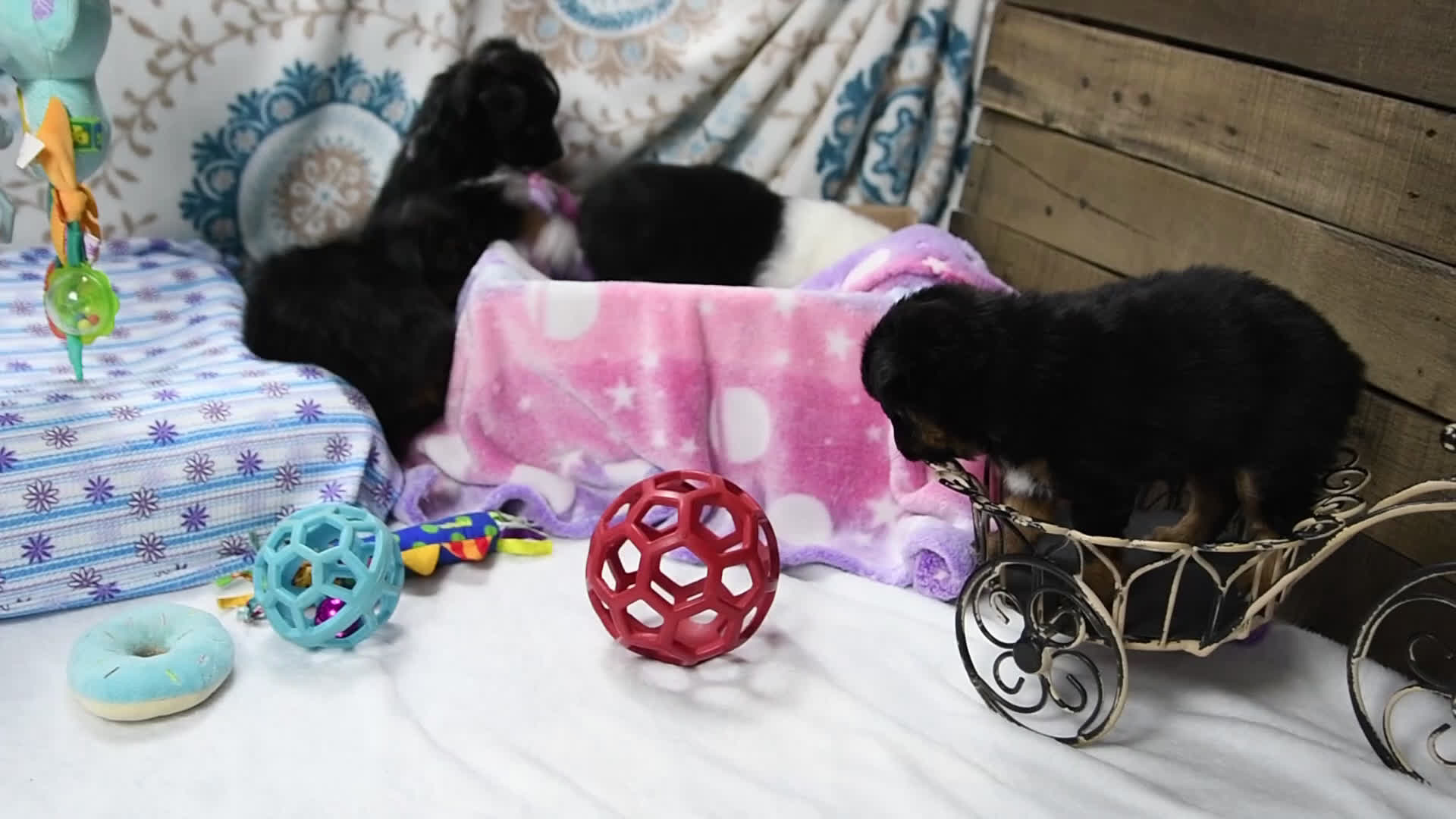 Toy Australian Shepherd dogs for sale: Bronson - Video 4