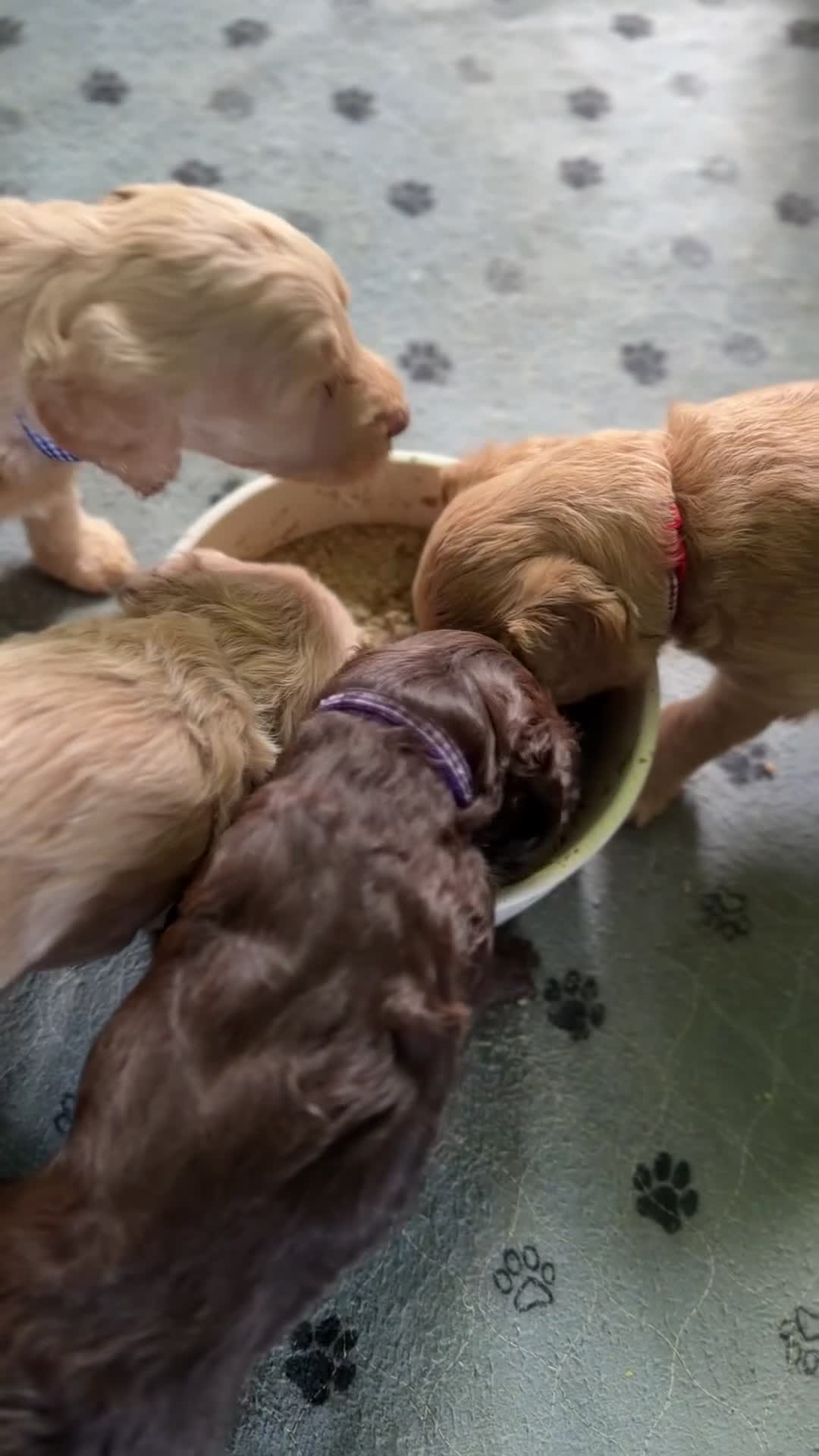 Goldendoodle dogs for sale: River - Video 1
