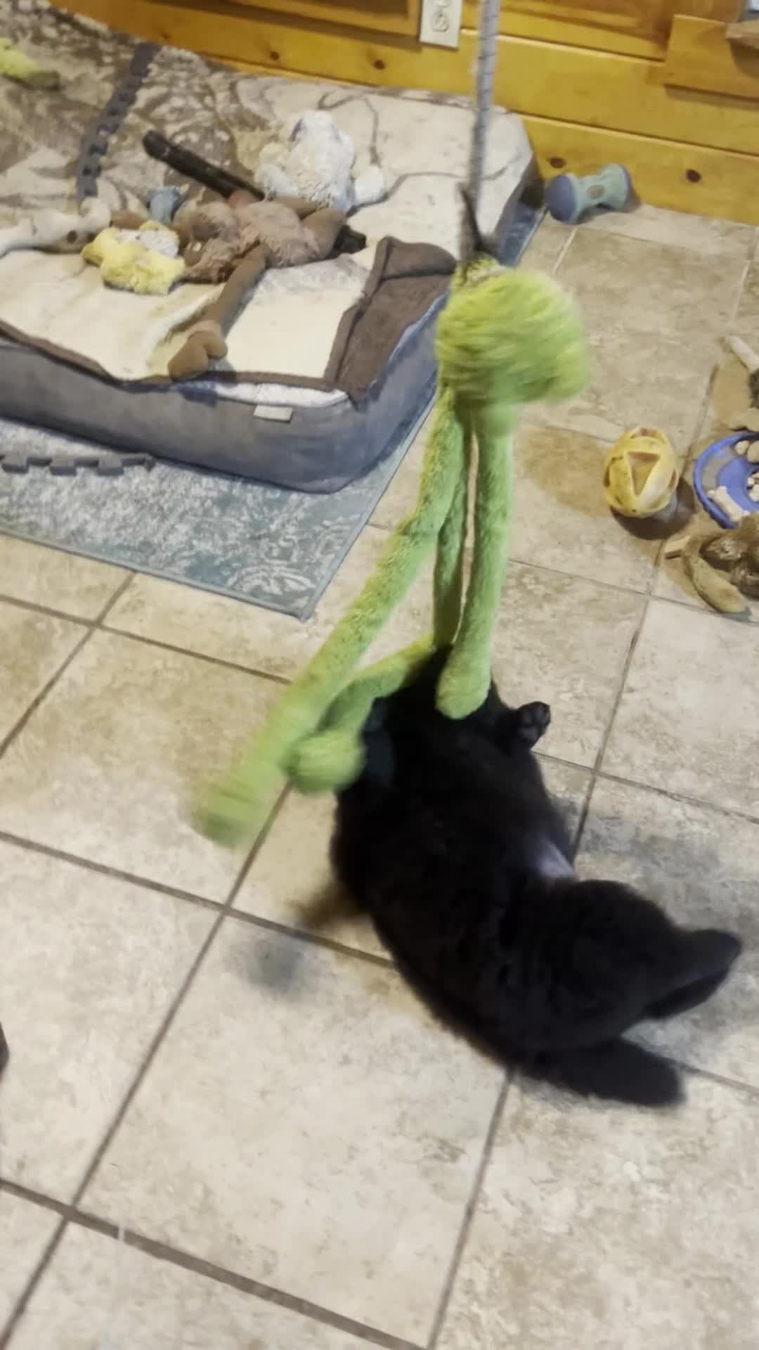 Chow Chow dogs for sale: #3 Ready for his new home 07/21/2026 - Video 4
