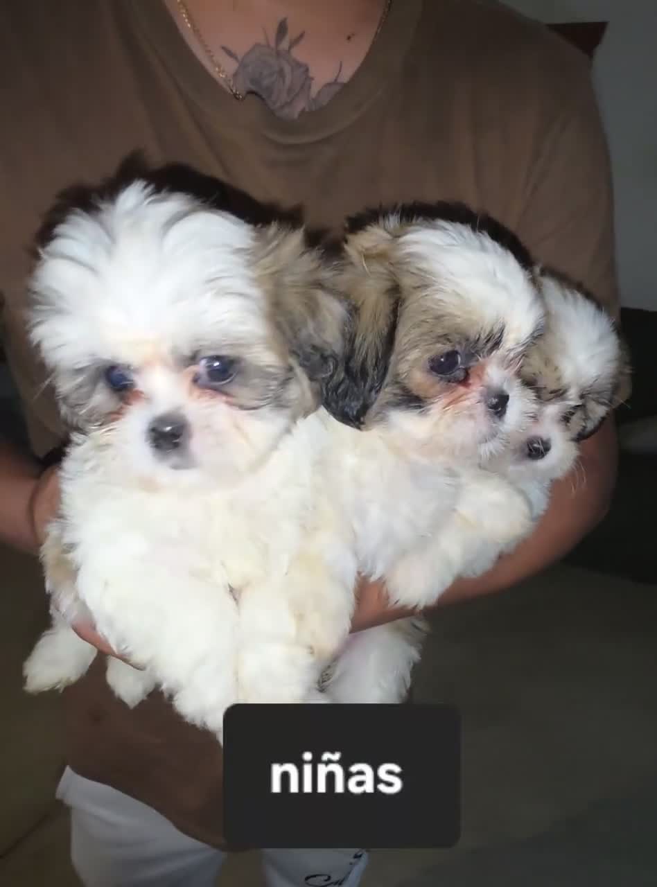 Teddy Bear dogs for sale: Teddy Bear Nina - Video 1