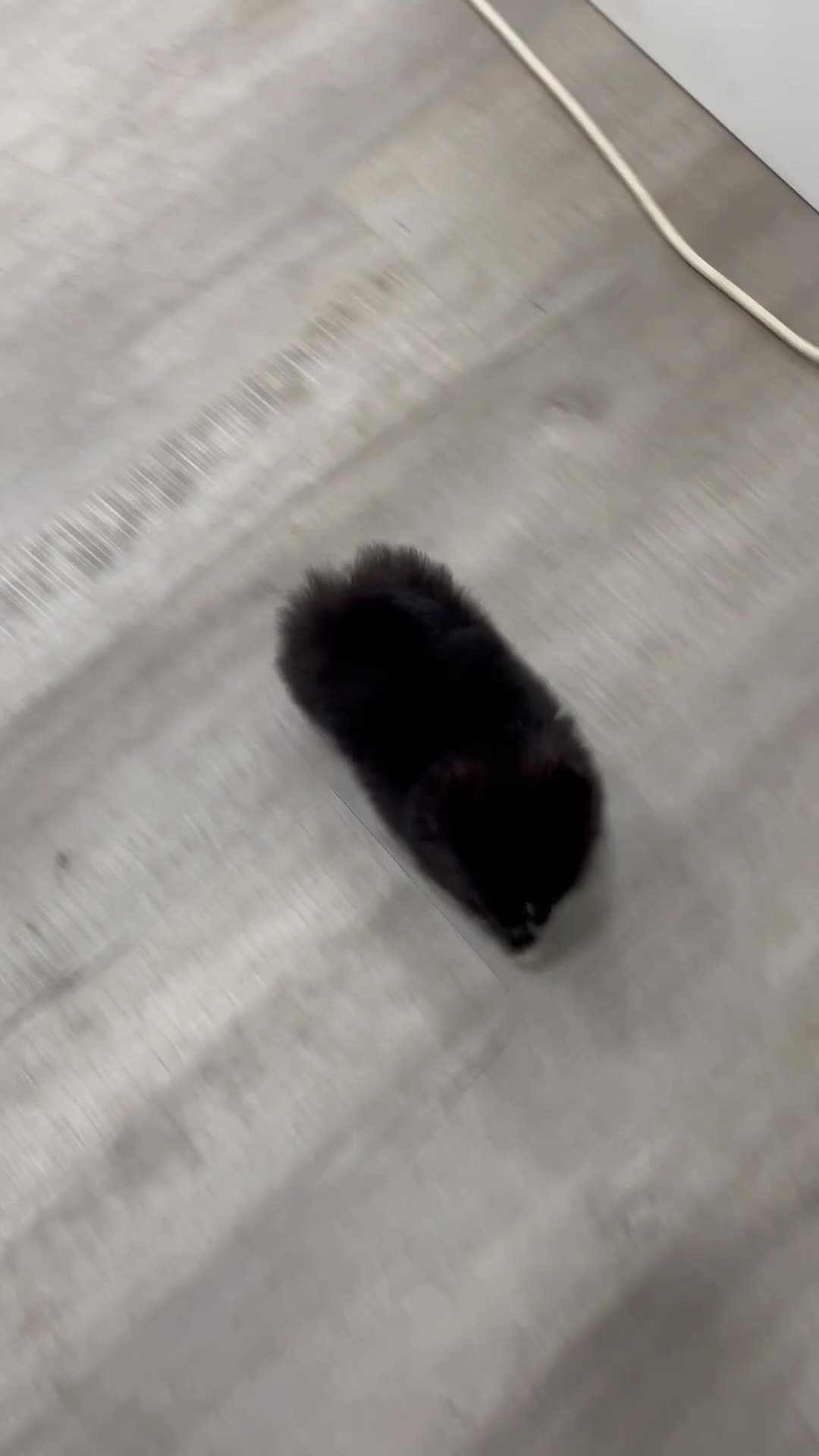 Pomeranian dogs for sale: Shadow - Video 1