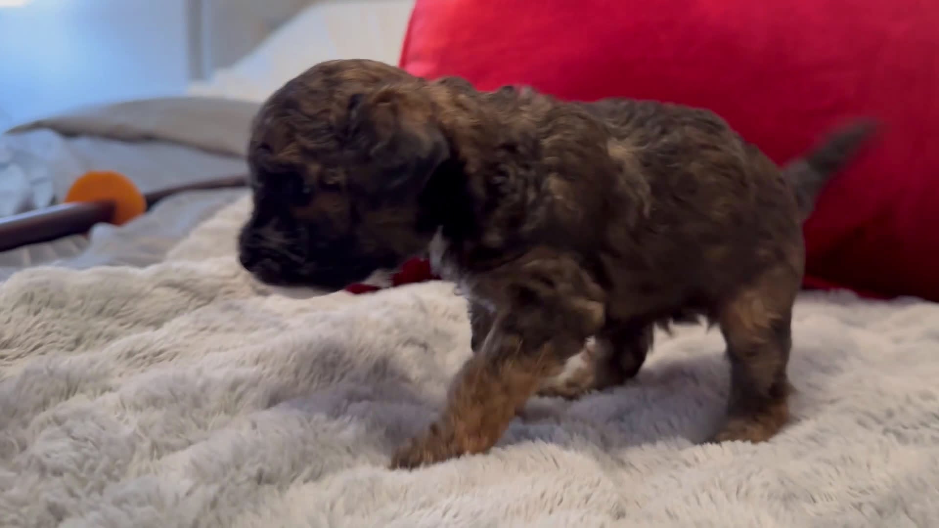 Mini Bernedoodle dogs for sale: Artemis - Video 1