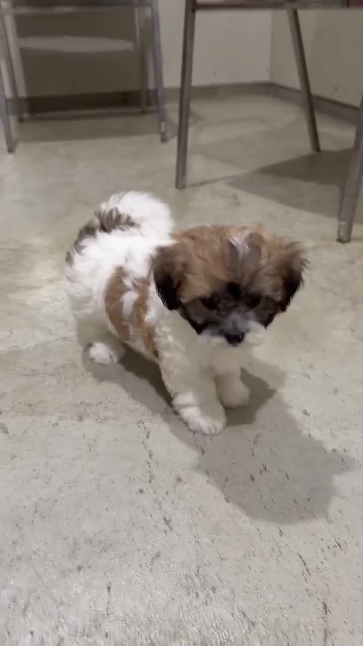 Teddy Bear dogs for sale: Nash - Video 2