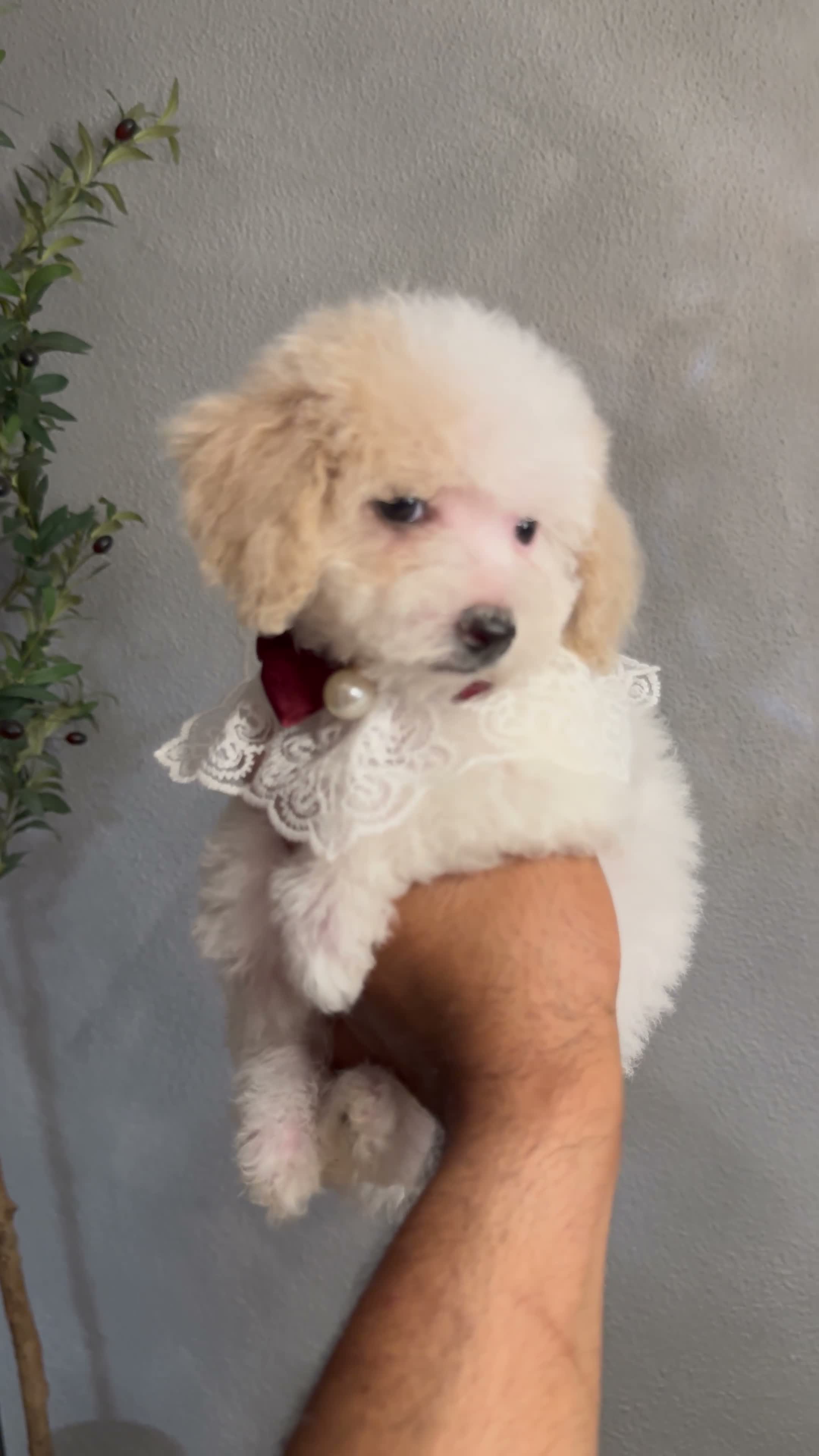 Bichpoo dogs for sale: Sofia - Video 1