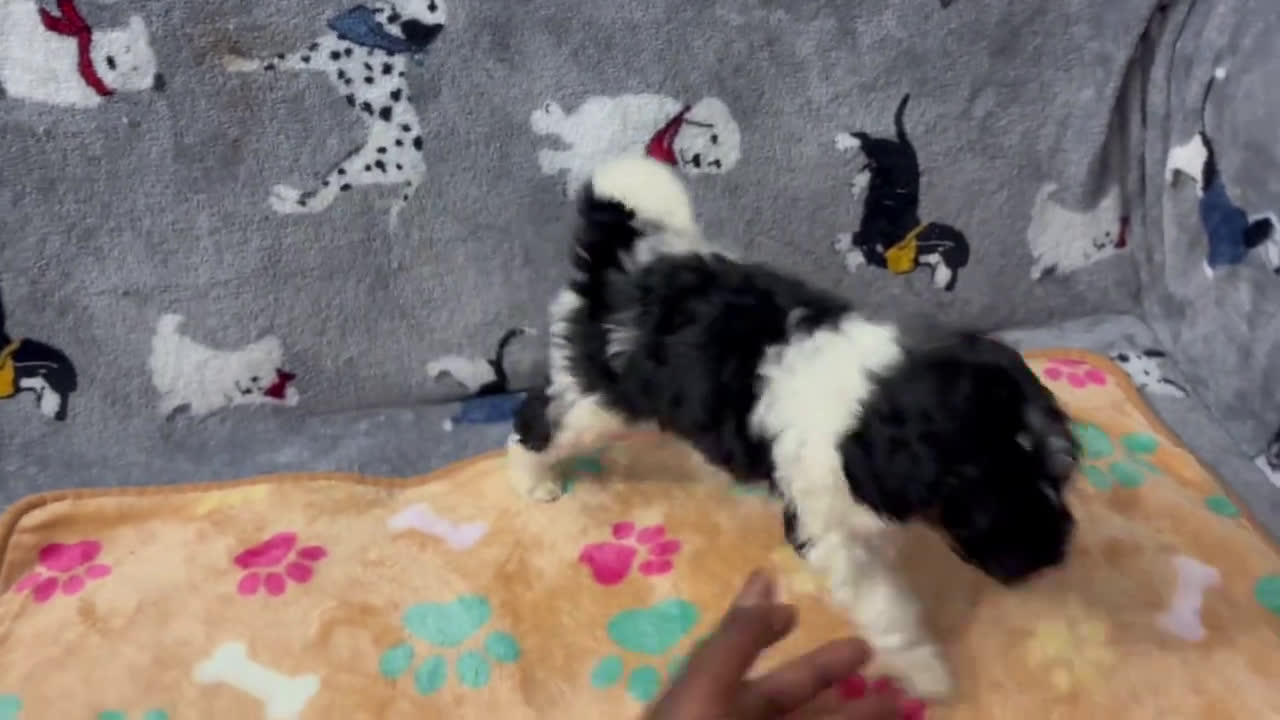 Miniature Labradoodle dogs for sale: Coco - Video 1