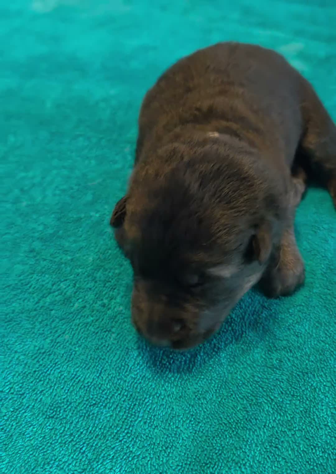 German Shepherd dogs for sale: Polly - Video 1