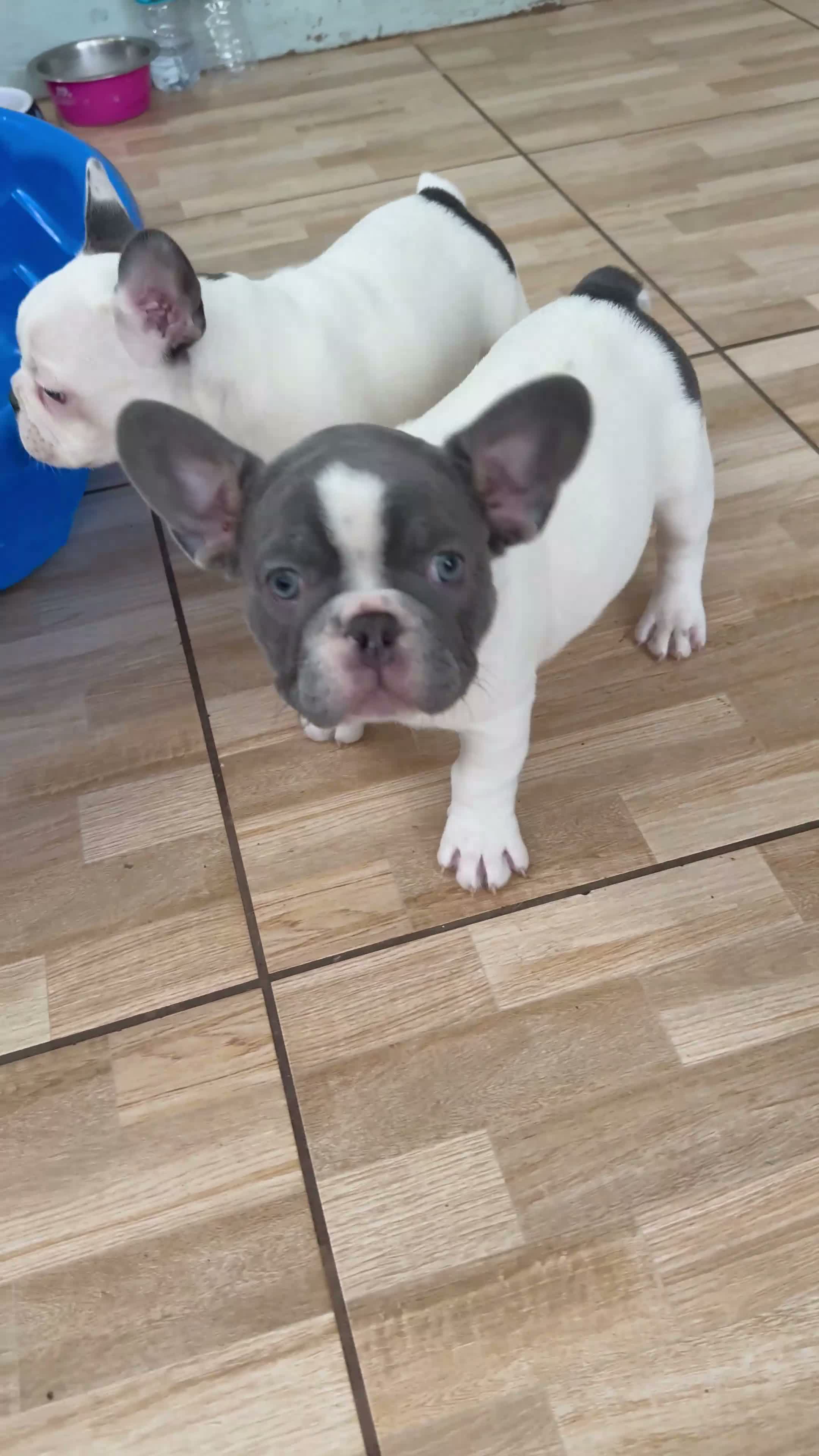 French Bulldog dogs for sale: Roxx - Video 1