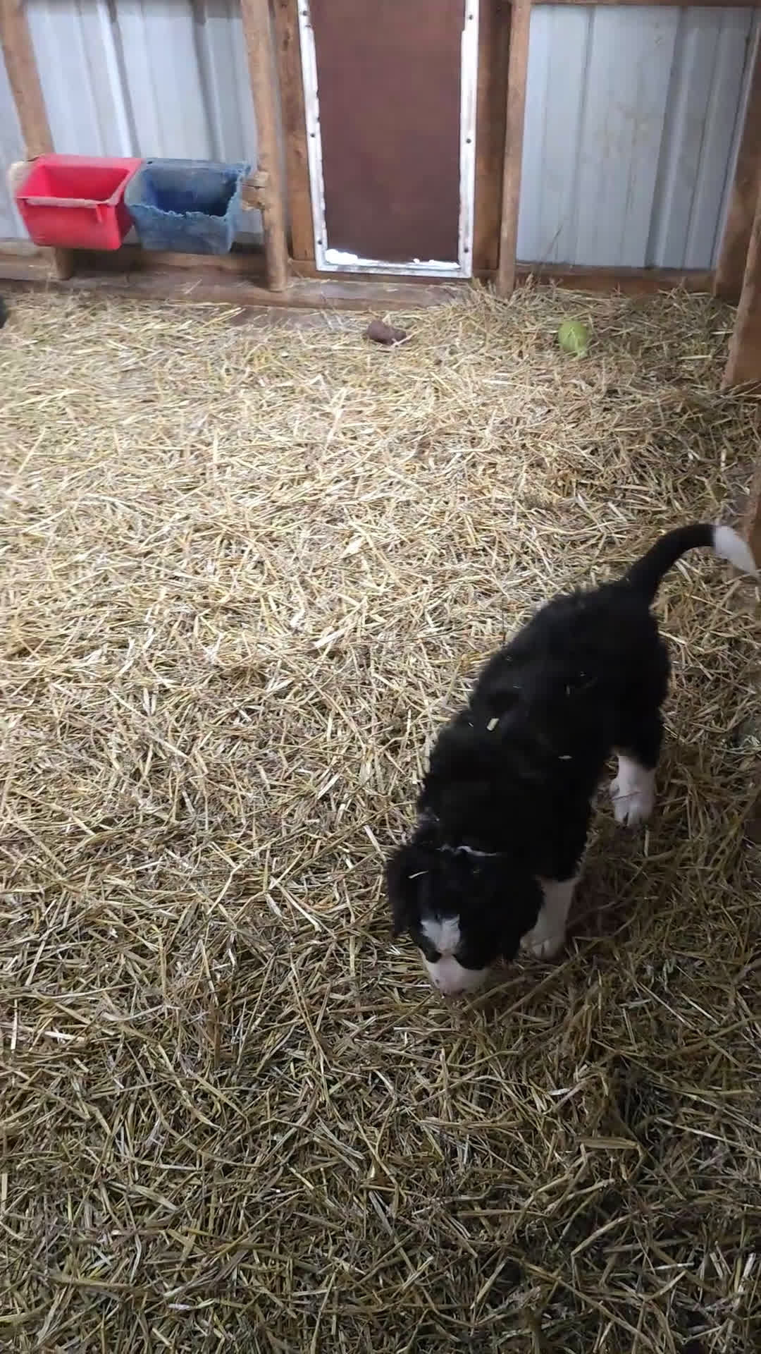 Mixed Breed dogs for sale: Mixed Breed Puppy 1 - Video 2