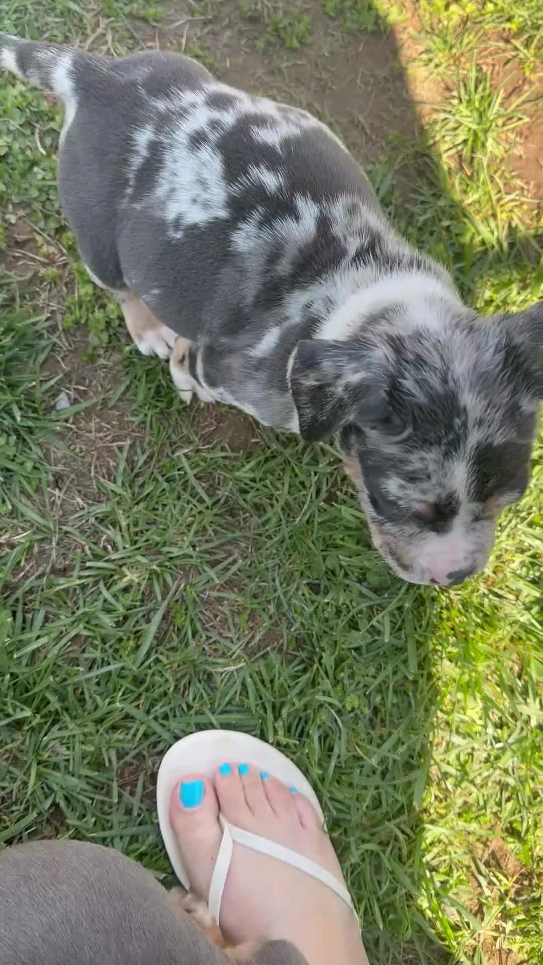 American Bully dogs for sale: American XL Bully - Video 2