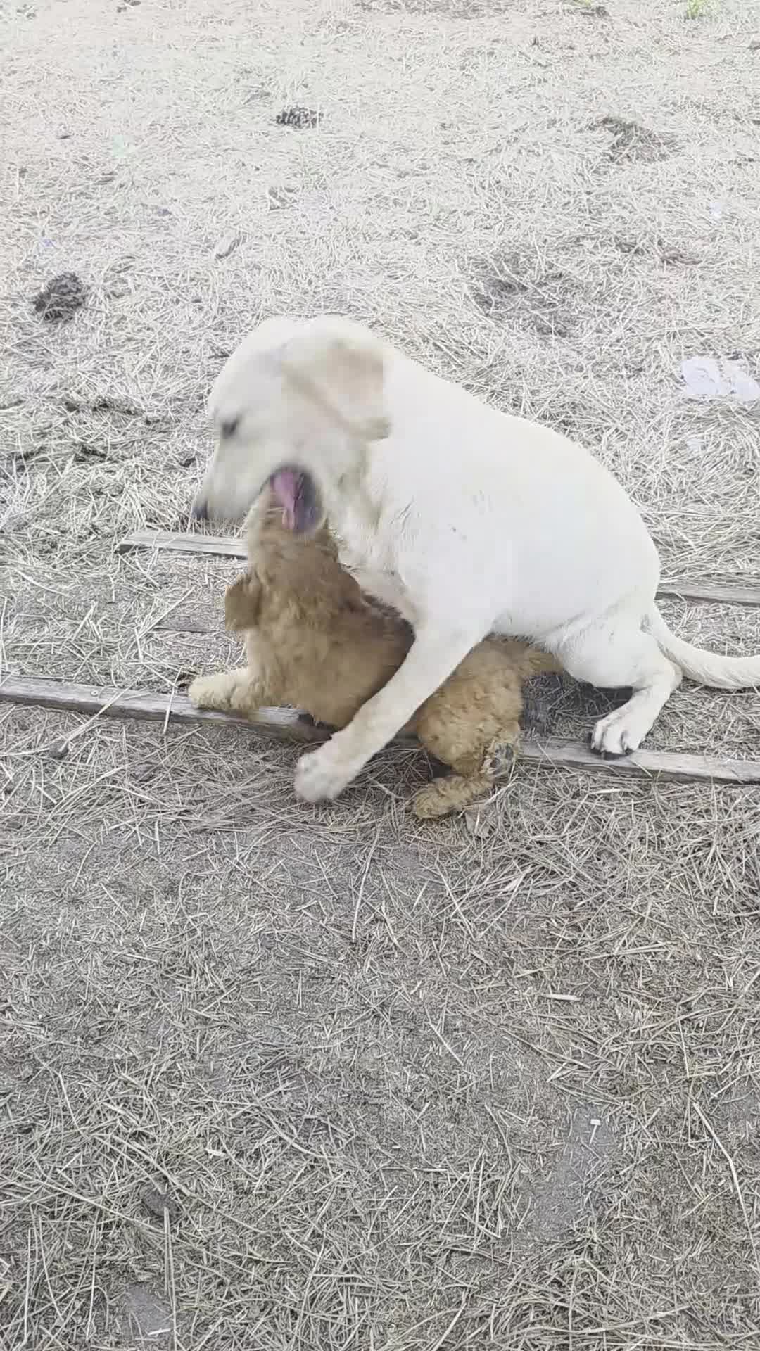 Goldendoodle dogs for sale: Belle - Video 1