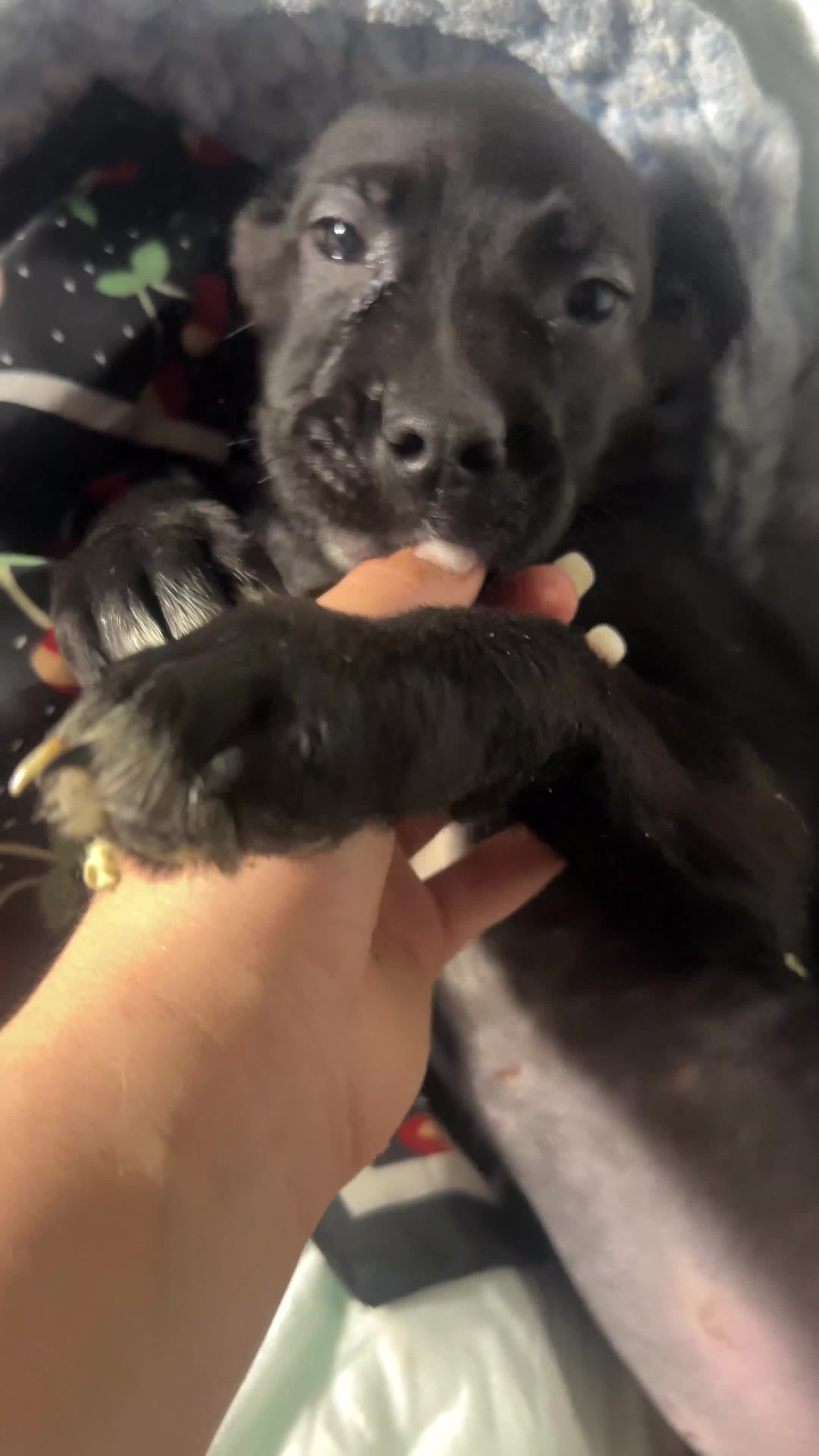 Mixed Breed dogs for sale: Mixed Breed Puppy 4 - Video 1