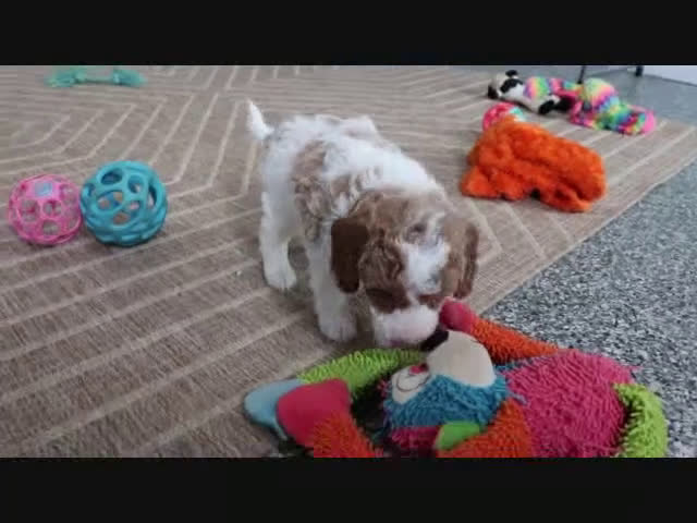 Mini Goldendoodle dogs for sale: Sarge - Video 2