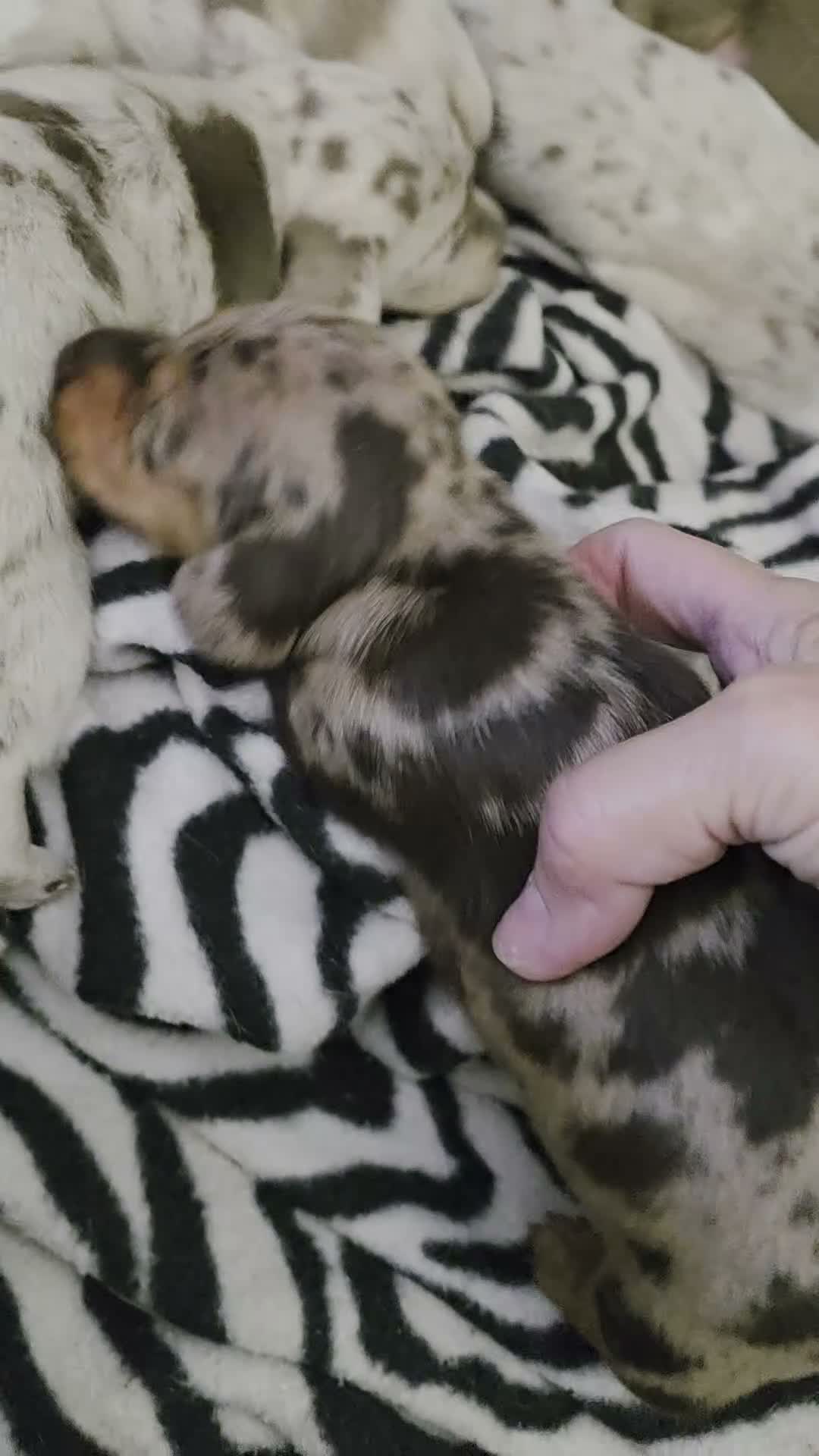 Miniature Dachshund dogs for sale: Miniature Dachshund Max - Video 2