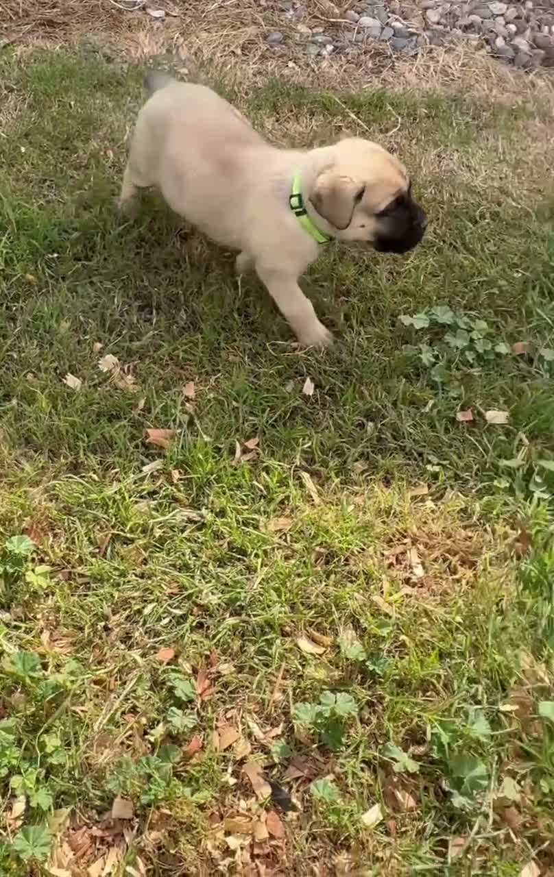 Cane Corso dogs for sale: Cane Corso 1 - Video 2