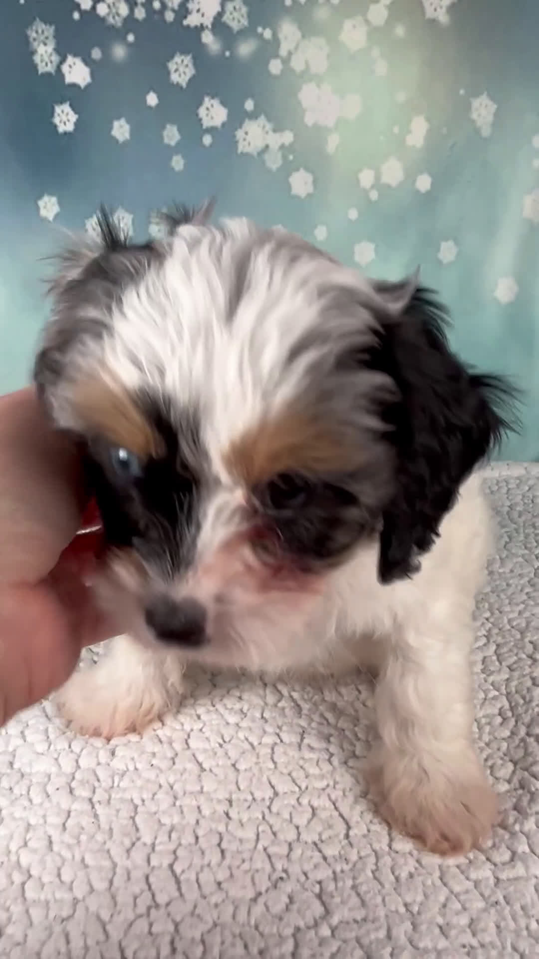 Cavapoo dogs for sale: Mia - Video 1