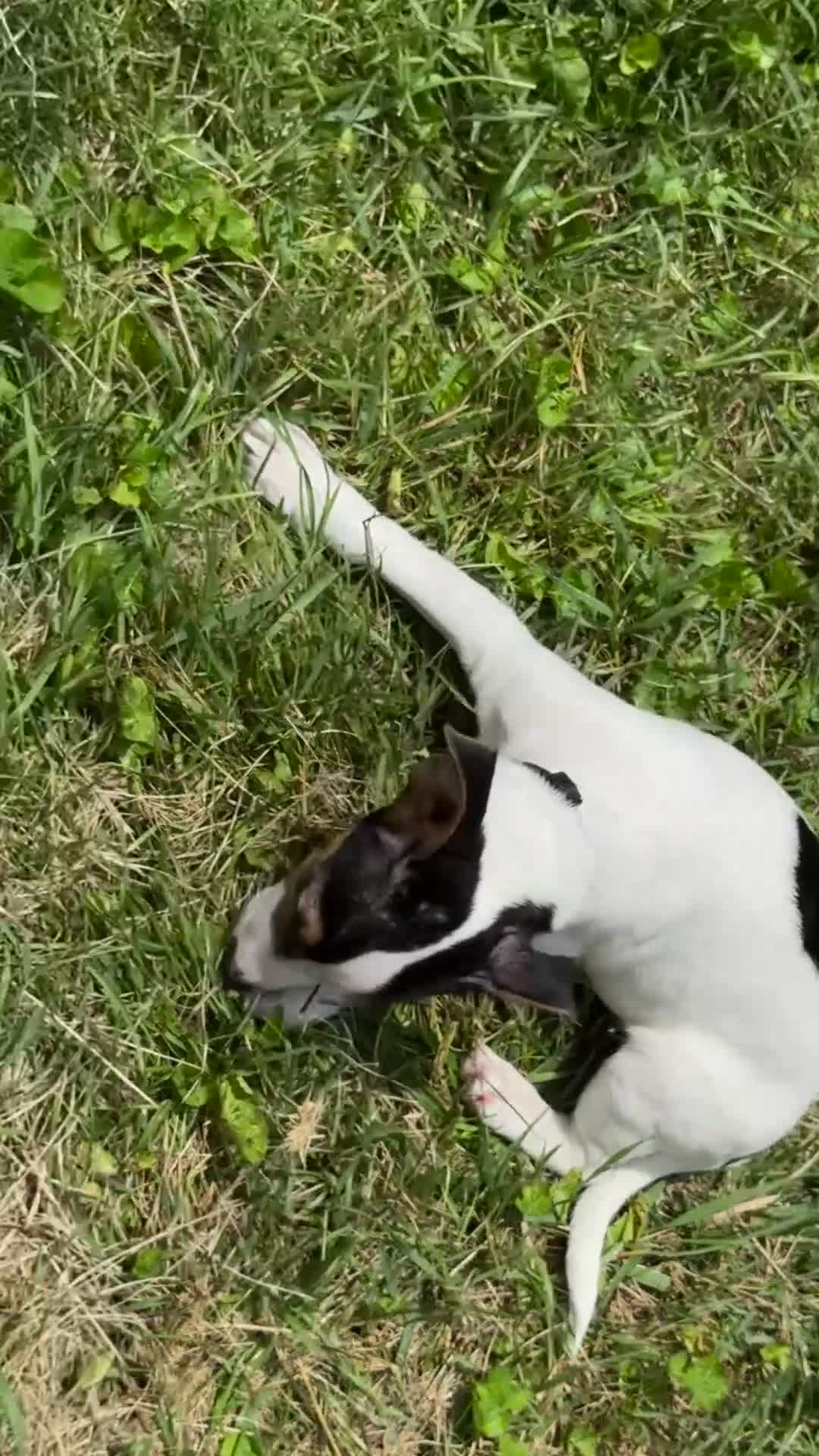 Jack Russell Terrier dogs for sale: Snoopy - Video 2