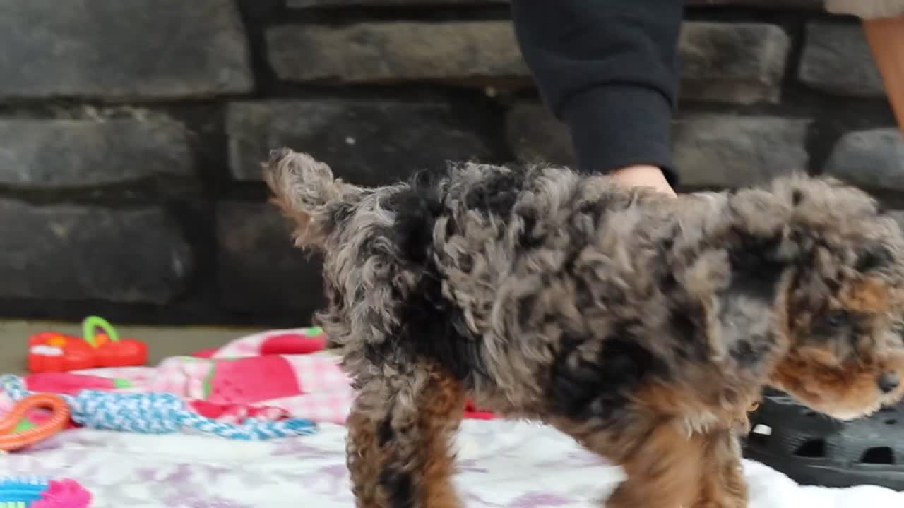Miniature Poodle dogs for sale: Lexi - Video 1