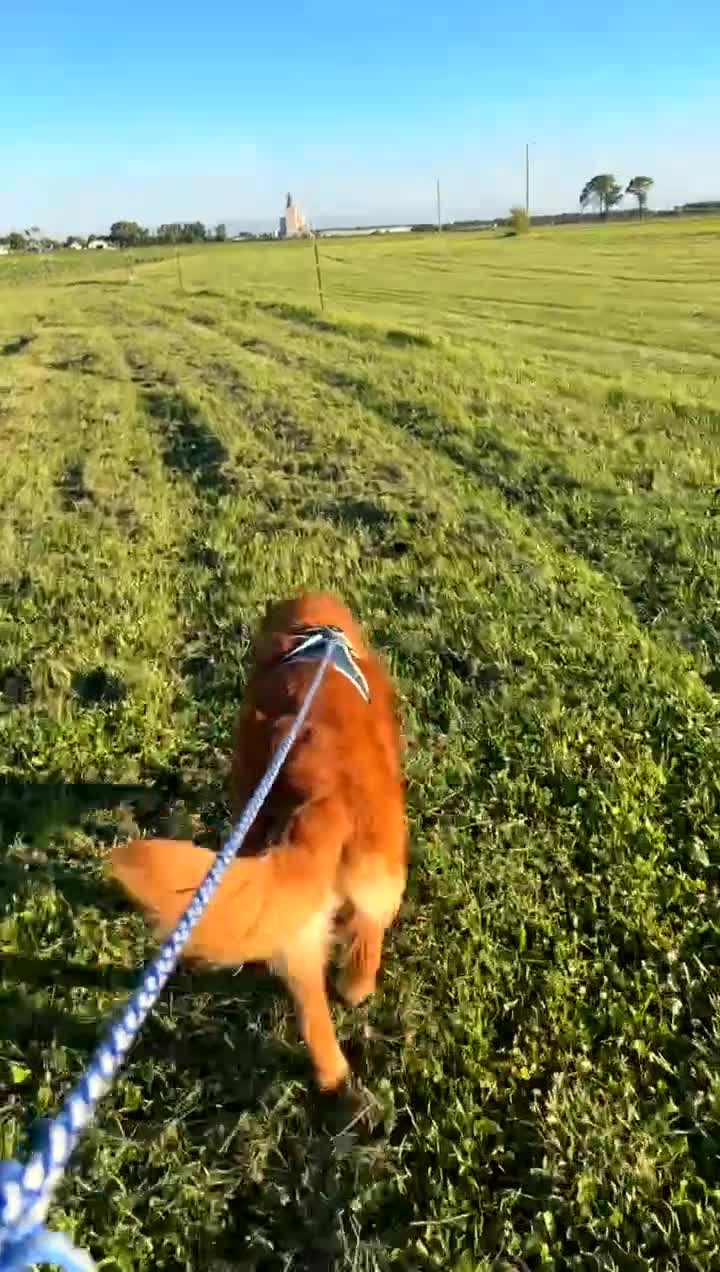 Golden Retriever dogs for stud: Tucker - Video 1