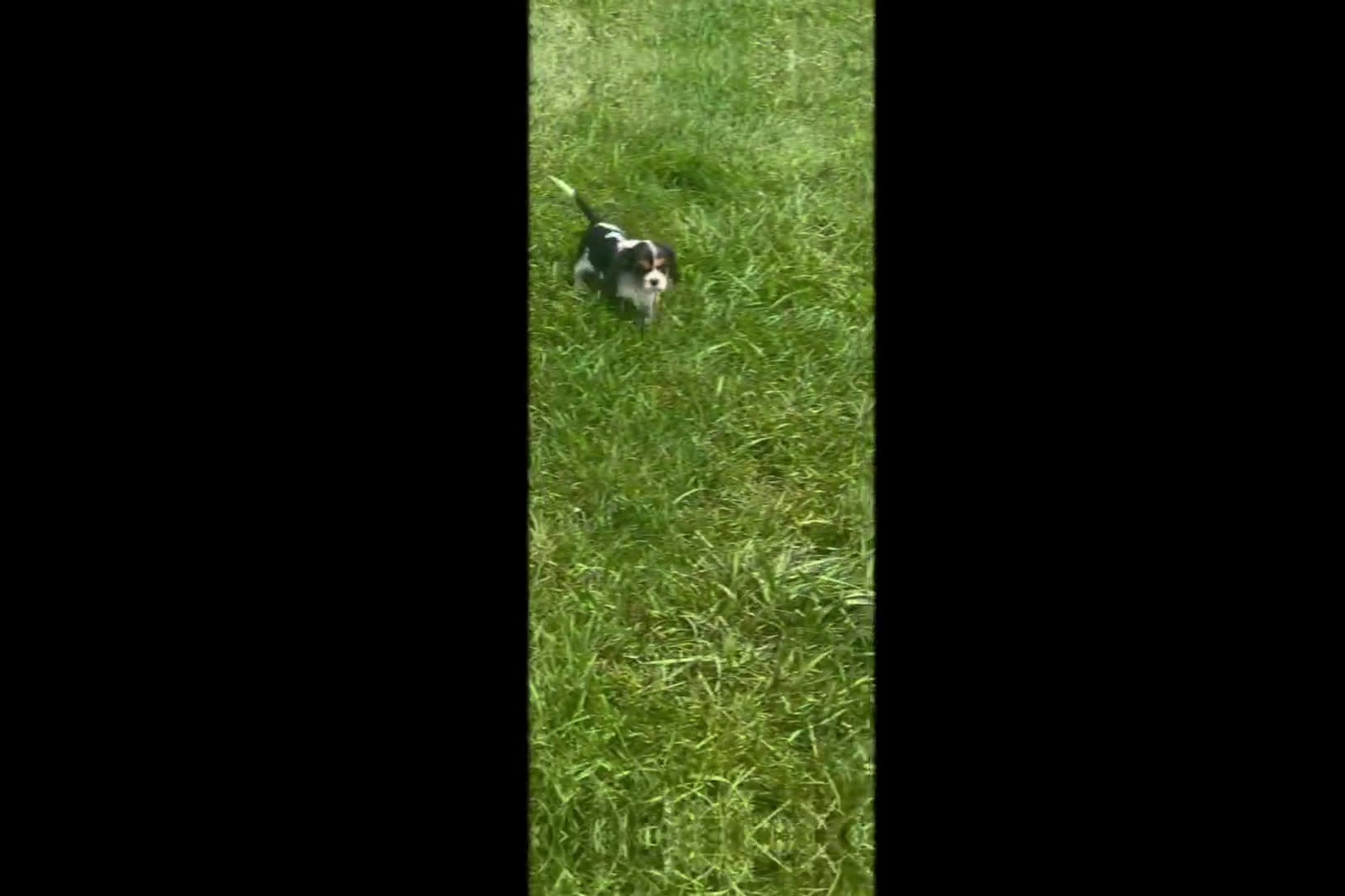 Toy Poodle dogs for sale: Pixie - Video 1