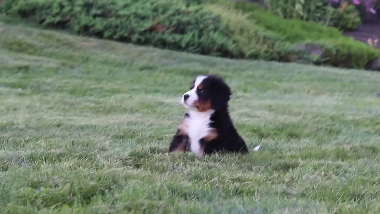 Bernese Mountain Dog dogs for sale: Mila - Video 1