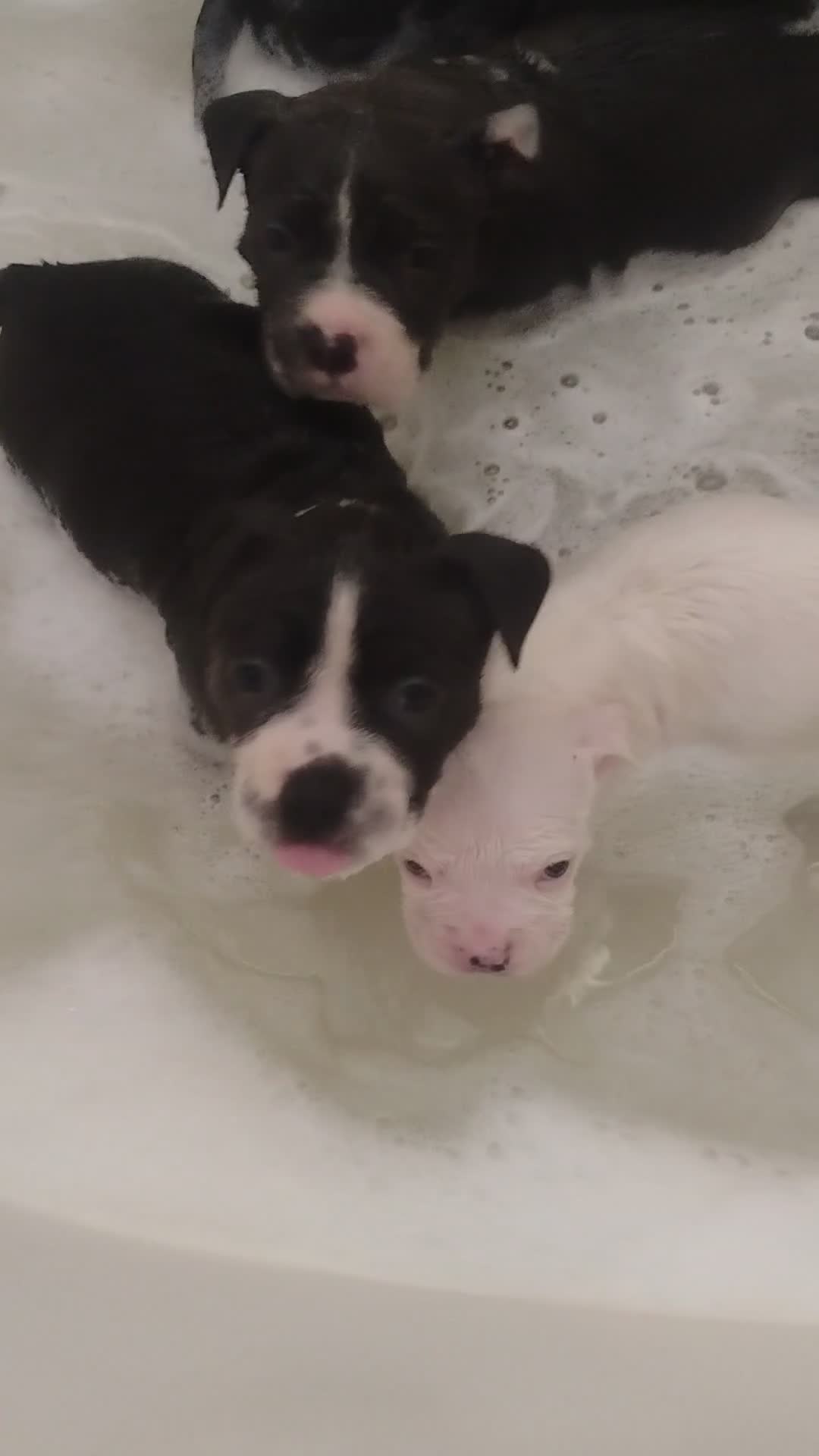 American Bully dogs for sale: American Bully 3 - Video 1