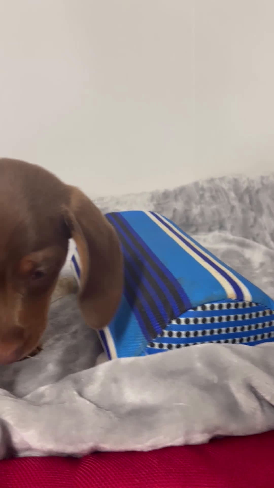 Miniature Dachshund dogs for sale: Giselle  - Video 1