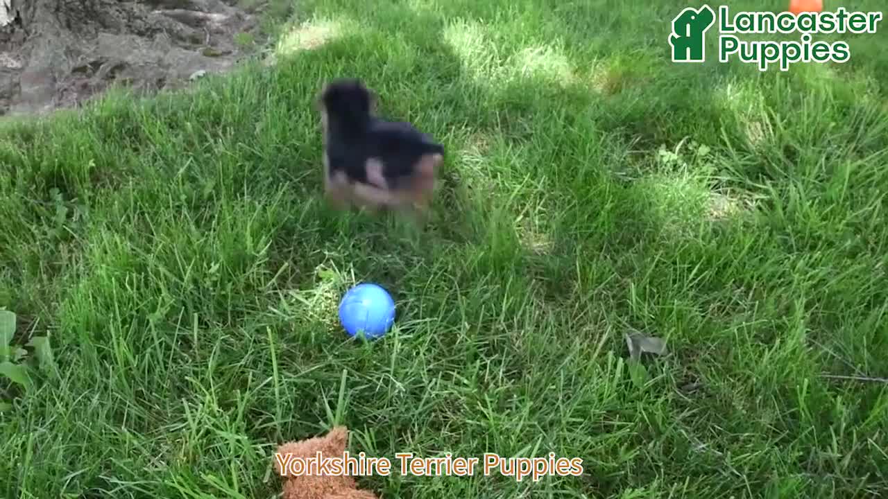 Yorkshire Terrier dogs for sale: Denny - Video 1