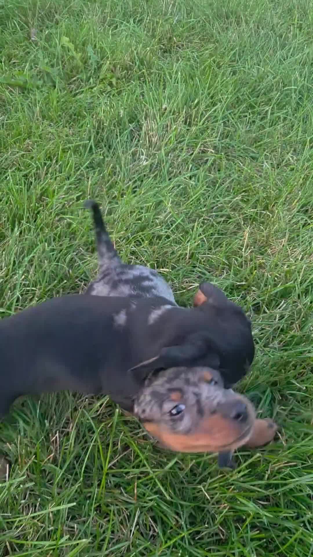 Miniature Dachshund dogs for sale: Boone - Video 1