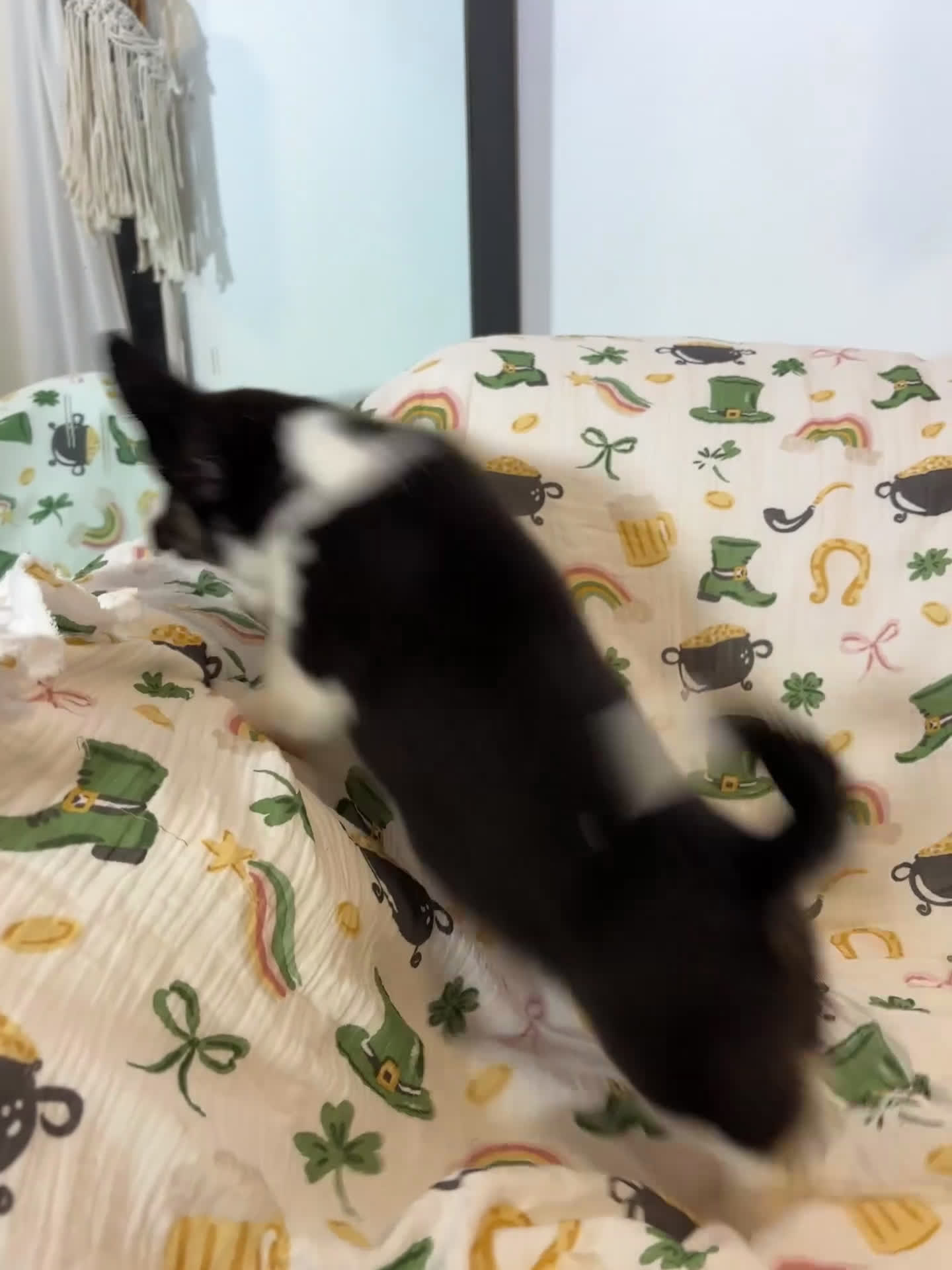 Mixed Breed dogs for sale: Rocky - Video 1