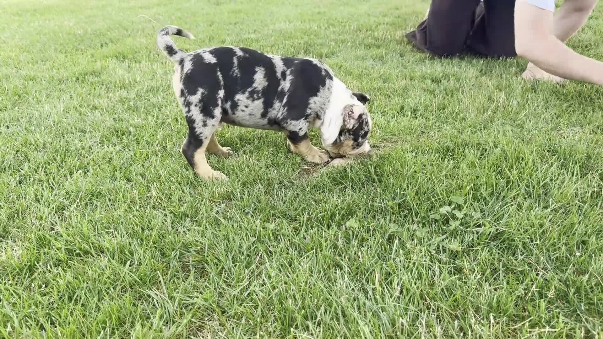American Bully dogs for sale: Griffon - Video 1