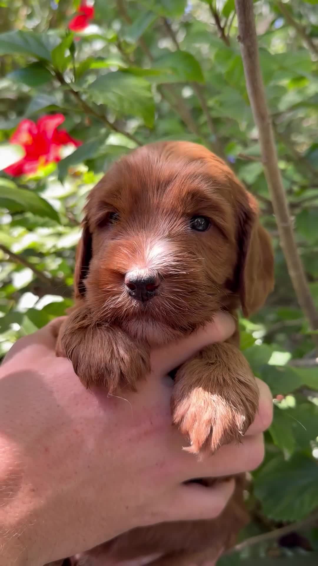 Australian Labradoodle dogs for sale: Patch - Video 1