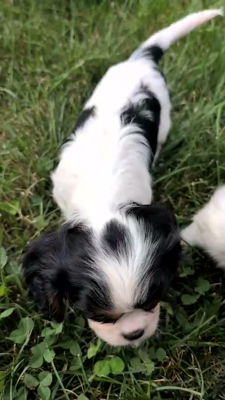 Cavalier King Charles Spaniel dogs for sale: Remi - Video 1