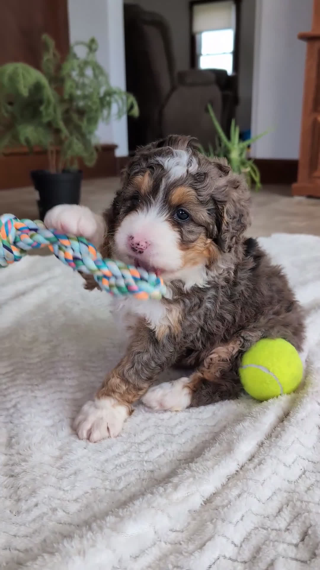 Mini Bernedoodle dogs for sale: Mini Daisy  - Video 1